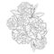 carnation January flower tattoo, carnation flower drawing, realistic carnation flower drawing, sketch carnation drawing