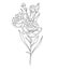 Carnation Line Art. Carnation flower outline Illustration. January Birth Month Flower. Carnation outline isolated on white.