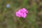 Carnation meadow growing in the field