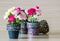 Carnation in mosaic flower pot