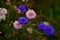 Carnation pink and blue Flower Fresh, Wildflower macro shot