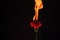 Carnation red dianthus flower burning with flame and sparks dark background copy space, fire