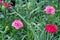 Carnation with selective focus. Closeup photography