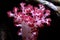 Carnation Tree Coral Dendronephthya sp.