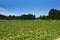 CARNATION, WA/USA â€“ JUNE 19, 2021: crowd of people picking u-pick strawberries at Harvold Berry Farm on a sunny morning