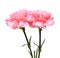 Carnations flowers