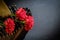 Carnations with forage-cap and ammunition belt on dark backgroun