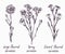 Carnations types collection,Large flowered, Spray, Dwarf flowered, stems with buds and leaves, doodle drawing with inscription