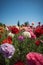 Carnations under blue skies in a field, Generative AI