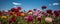 Carnations under blue skies in a field, Generative AI