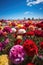 Carnations under blue skies in a field, Generative AI