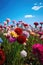 Carnations under blue skies in a field, Generative AI