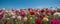 Carnations under blue skies in a field, Generative AI