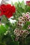 carnations waxfleurs 7992 c
