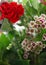 Carnations waxfleurs 7992 crop1