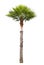 Carnauba Wax Palm tree