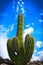 Carnegiea gigantea - Saguaro Cactus with blue sky