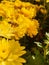 Carniolan honey bee (Apis mellifera carnica) on beautiful yellow flowers