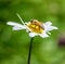 Carniolan honey bee on a daisy before the green background