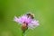 A carniolan honey bee on the purple fliwer