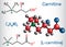 Carnitine L-carnitine molecule. Structural chemical formula an