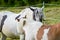 Carnival Circus horses roam in the garden