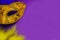 Carnival. Festive background with copy space. Golden carnival mask with blue and yellow feathers on a purple background. Mardi