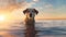 Carnivore companion dog swimming in water at beach during sunset