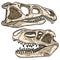 Carnivore dinosars skulls line hand drawn sketch image set. Archosaurus rossicus and Prestosuchus chiniquensi carnivorous dinosaur