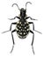Carnivorous beetle, Graphipterus multiguttatus