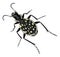 Carnivorous beetle, Graphipterus multiguttatus