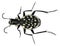 Carnivorous beetle, Graphipterus multiguttatus