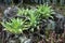 Carnivorous bromeliad surrounded by trumpet pitcher plants