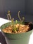 Carnivorous drosera Sundew plant