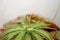 Carnivorous flower Drosera aliciae plant macro close up