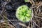 Carnivorous leaves of spoon leaved sundew