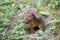 Carnivorous mammal Fossa Cryptoprocta ferox