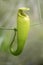 Carnivorous Nepenthes pitcher plant