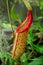 Carnivorous picture plant in a green house garden