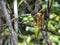 Carnivorous pitcher plant. Nepenthes albomarginata.