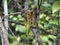 Carnivorous pitcher plant. Nepenthes albomarginata.
