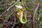 Carnivorous pitcher plant. Nepenthes albomarginata