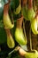 Carnivorous Pitcher plant Nepenthes ventricosa