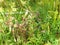 Carnivorous Pitcher Plants at Fish Hatchery