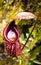 Carnivorous Plant