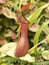 Carnivorous plant