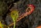 Carnivorous plant