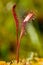 Carnivorous plant in the bog natural environment. Drosera anglica