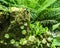 Carnivorous plant butterworts Pinguicula