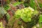 Carnivorous plant butterworts Pinguicula in a tropical greenhouse